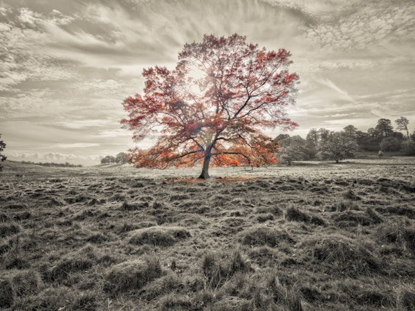 Single tree at autumn