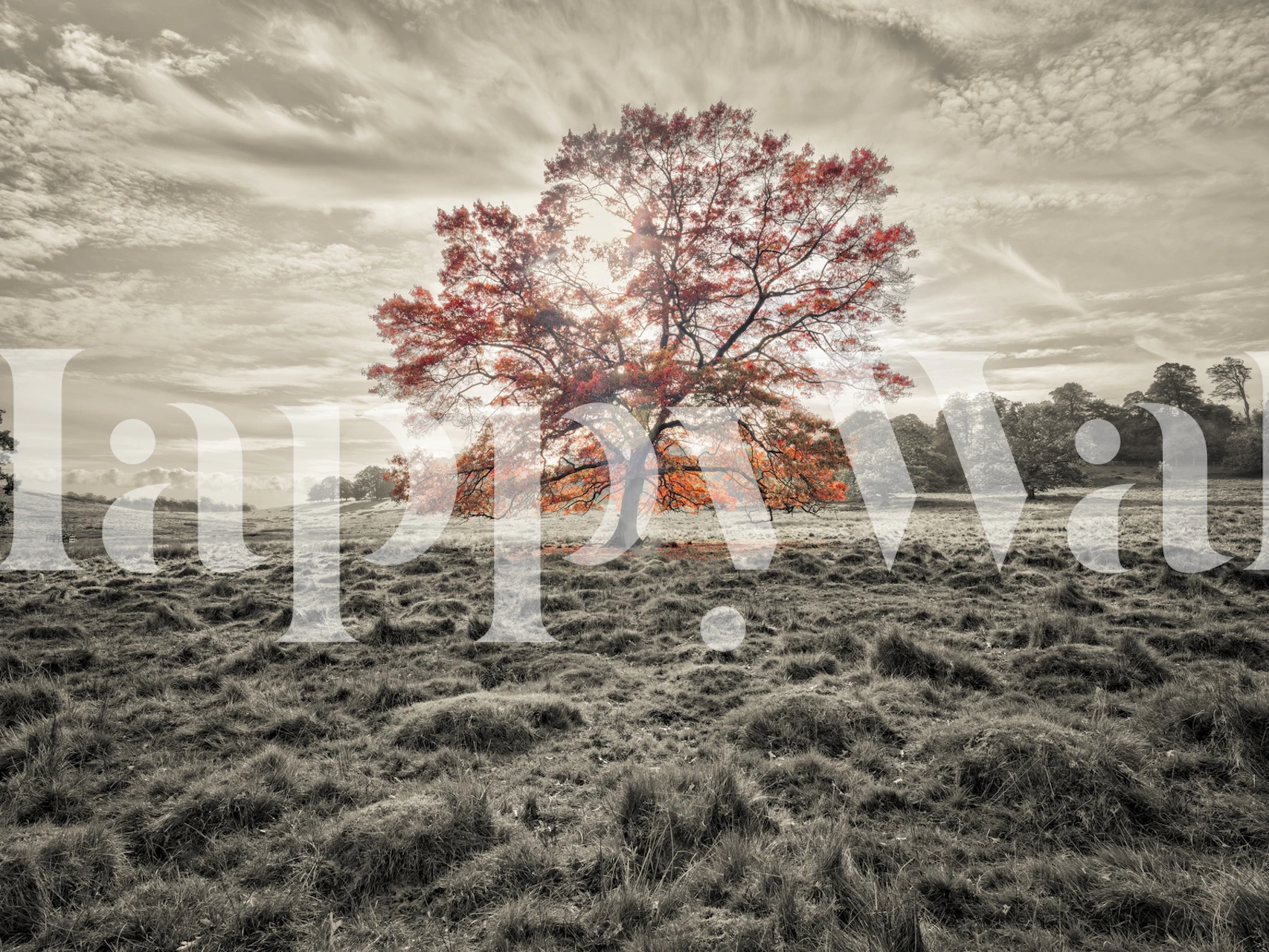 Single autumn tree with orange leaves in black and white wallpaper