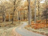 Road through forest tapete
