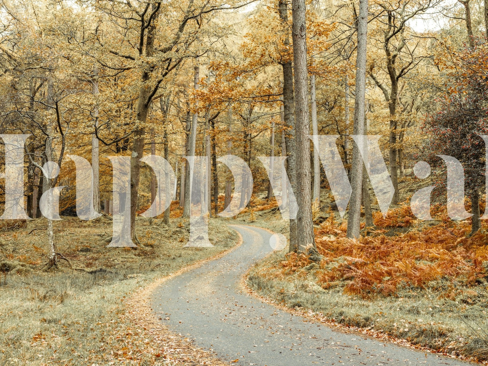 Winding road through an autumn forest with golden leaves wallpaper