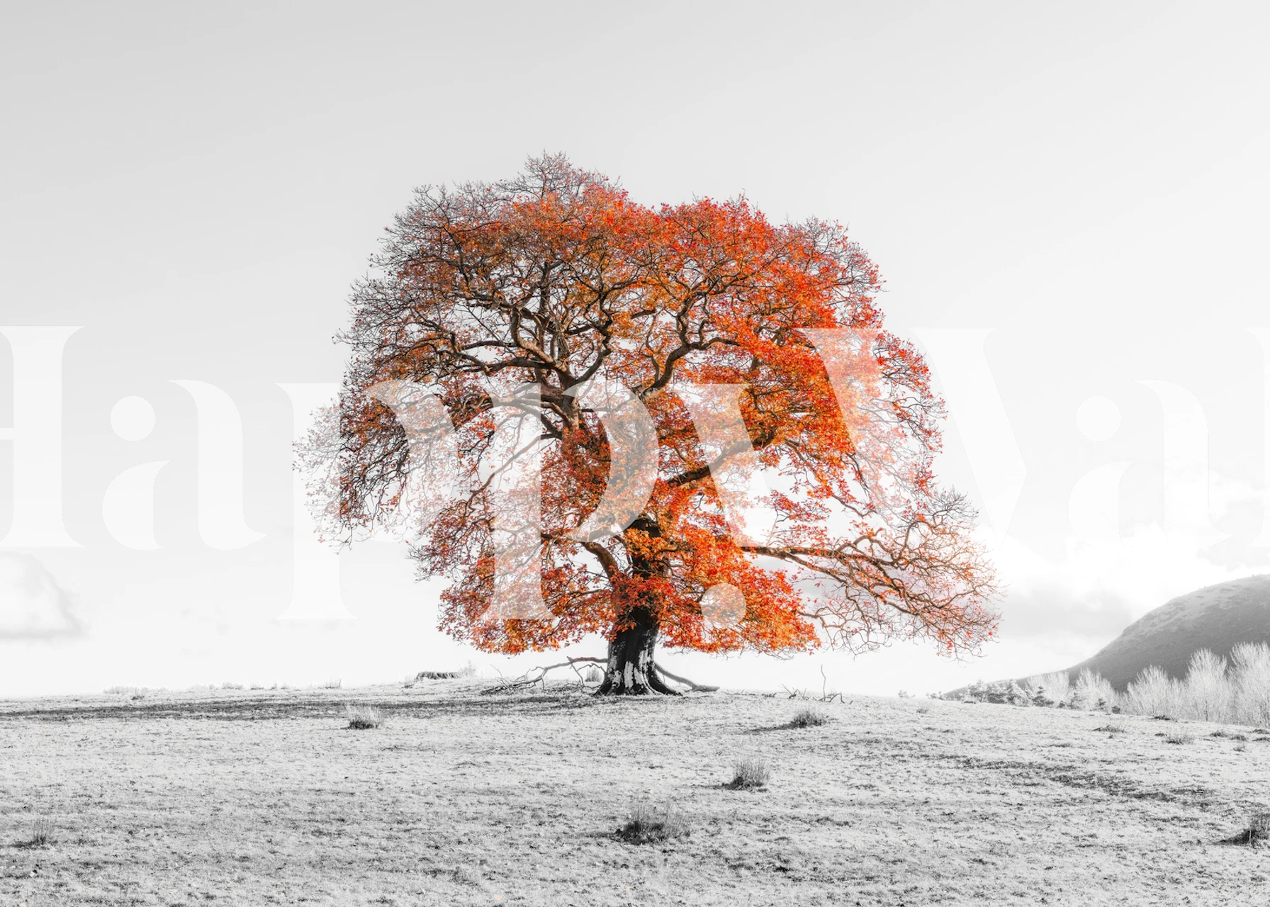 A vibrant autumn tree in orange leaves with a black and white background, nature wallpaper