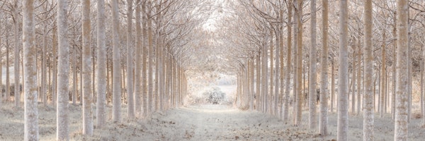 Winter forest 4