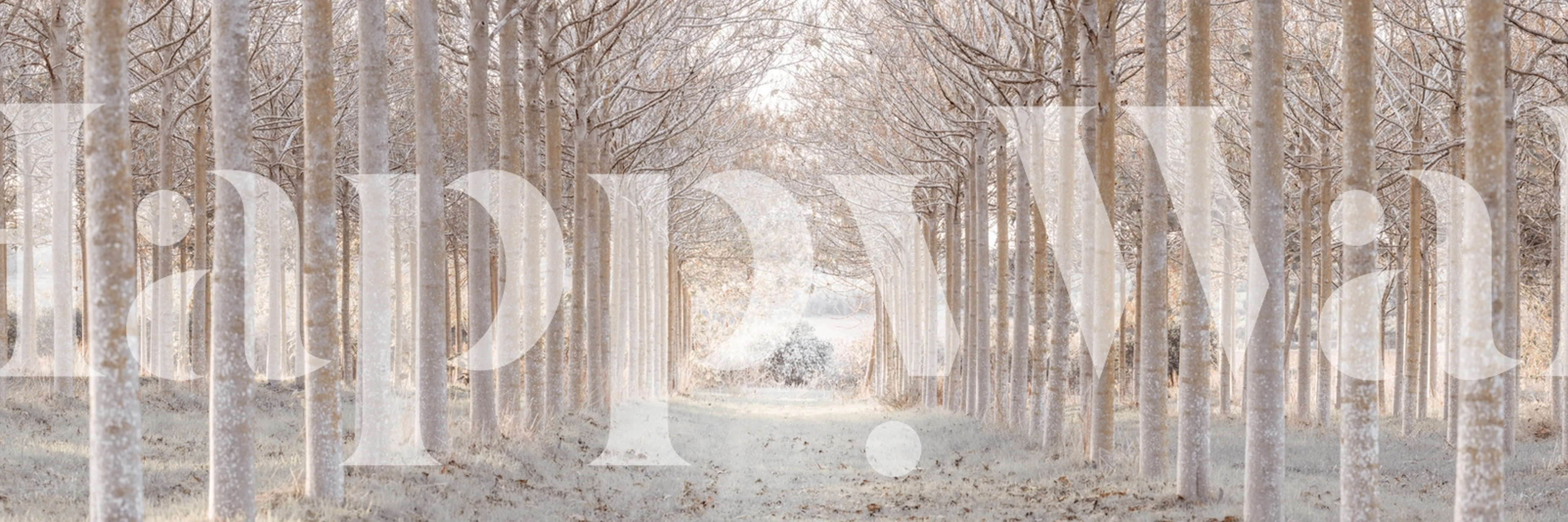 Winter forest wallpaper in a room