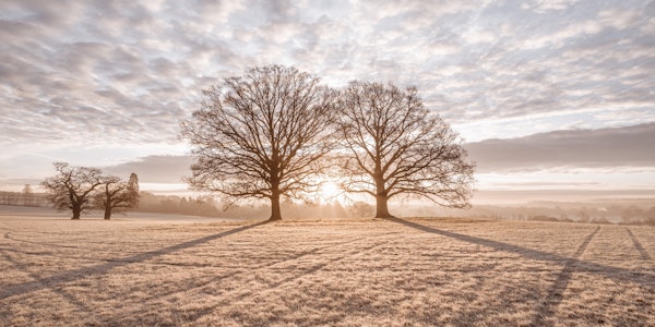 Trees in meadow