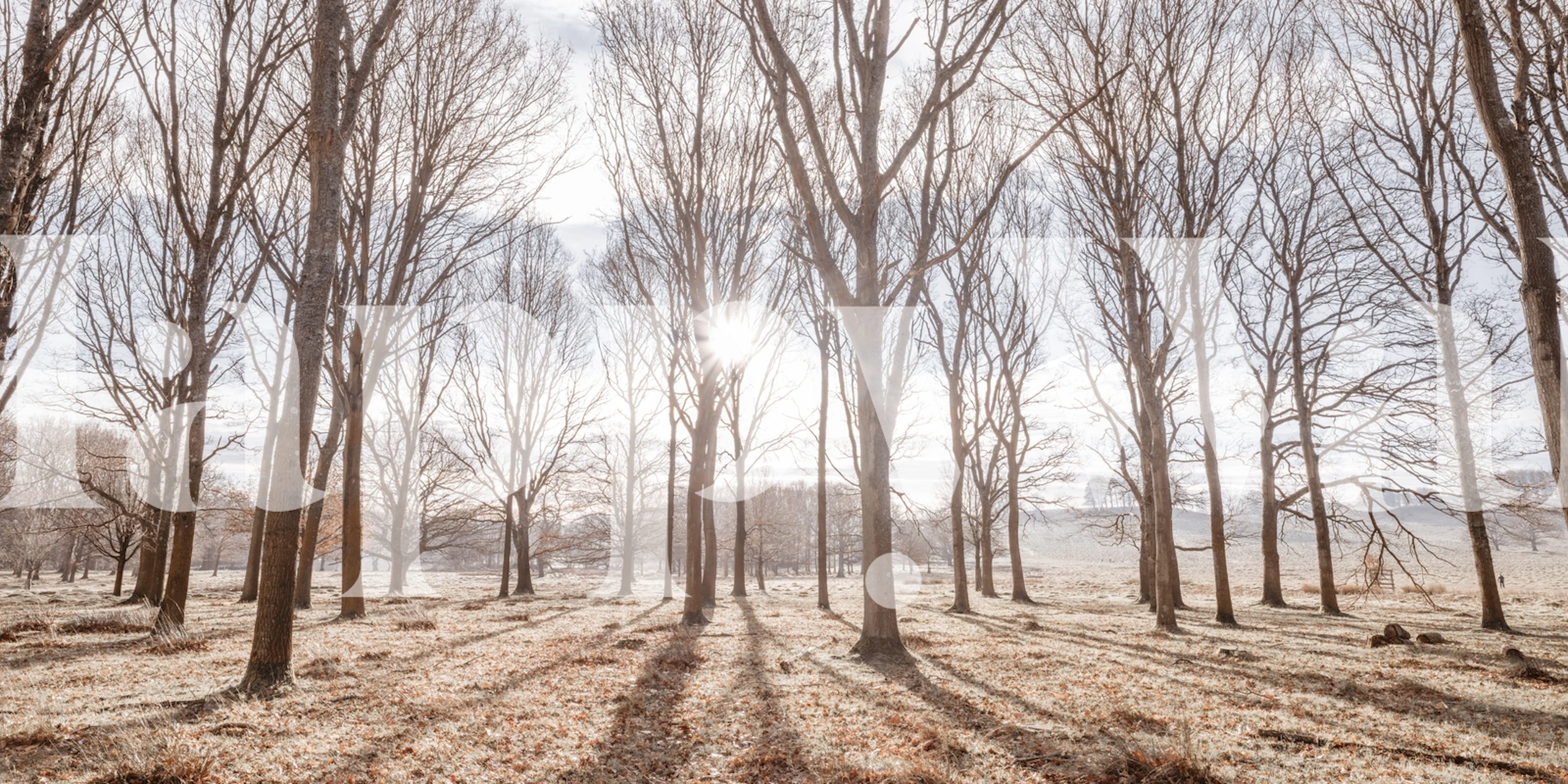 Behang dat Sun shining through trees afbeeldt