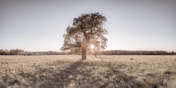 Sun shining through a tree