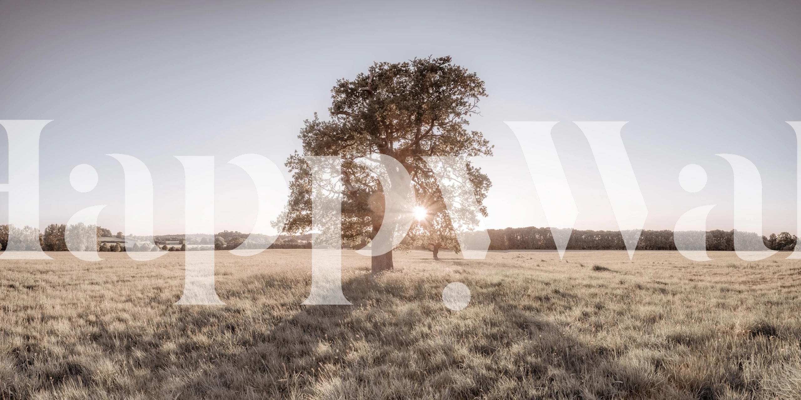 Sun shining through a tree wallpaper in a room
