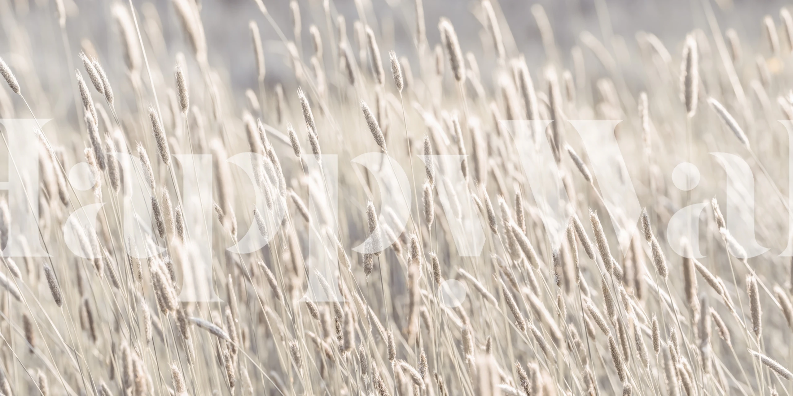 Tall grass with soft tones and textures wallpaper