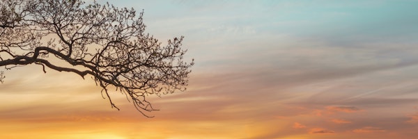 Branches at sunset