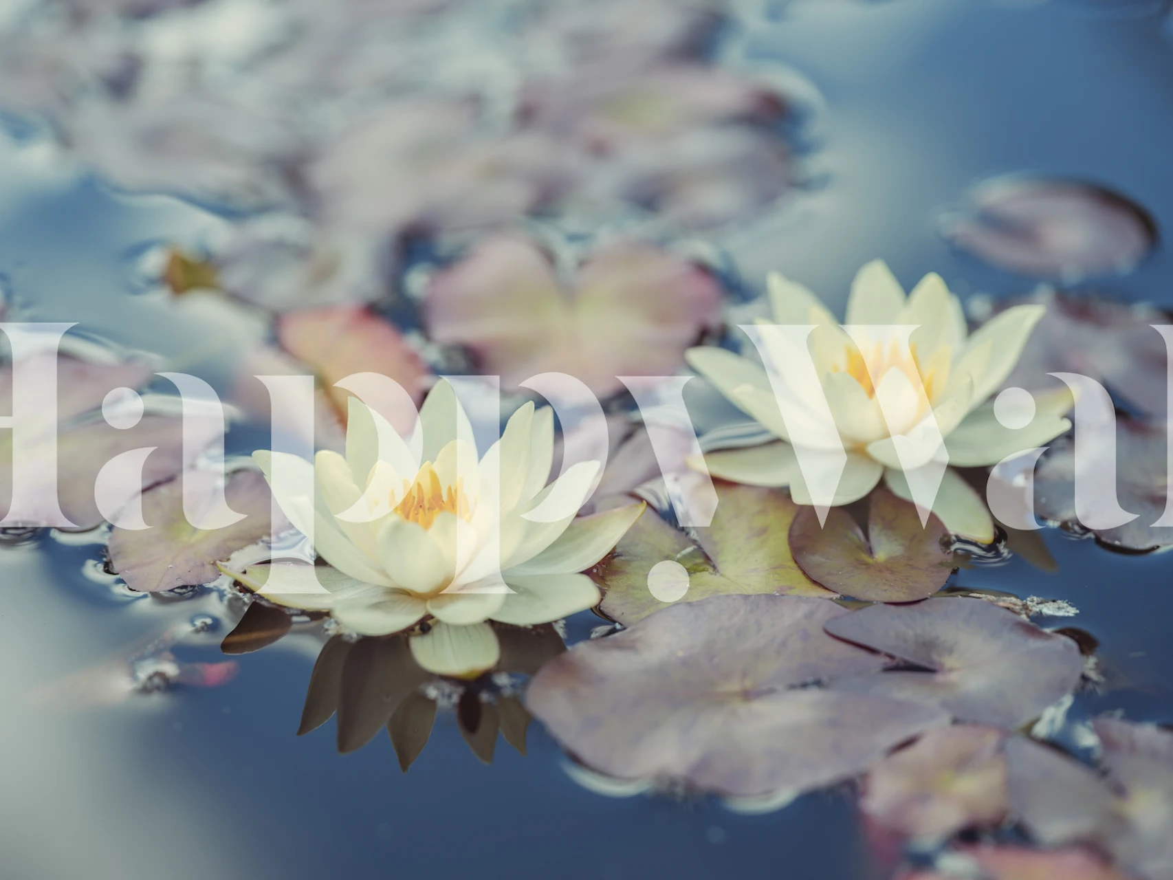 Lotus flowers in water with lily pads wallpaper
