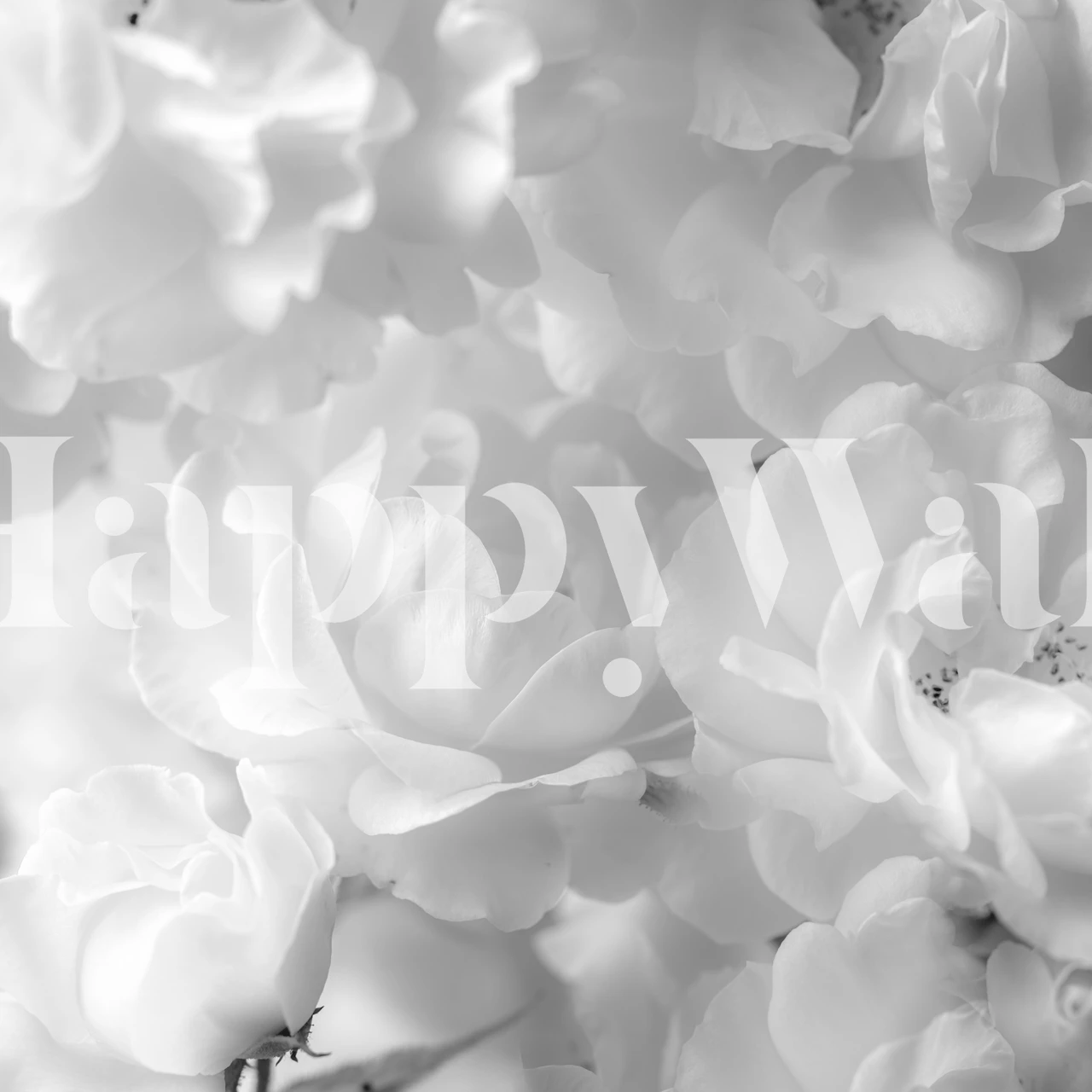 Black and white floral wallpaper design with soft roses