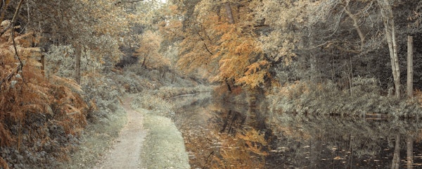 Pathway by canal in Forest