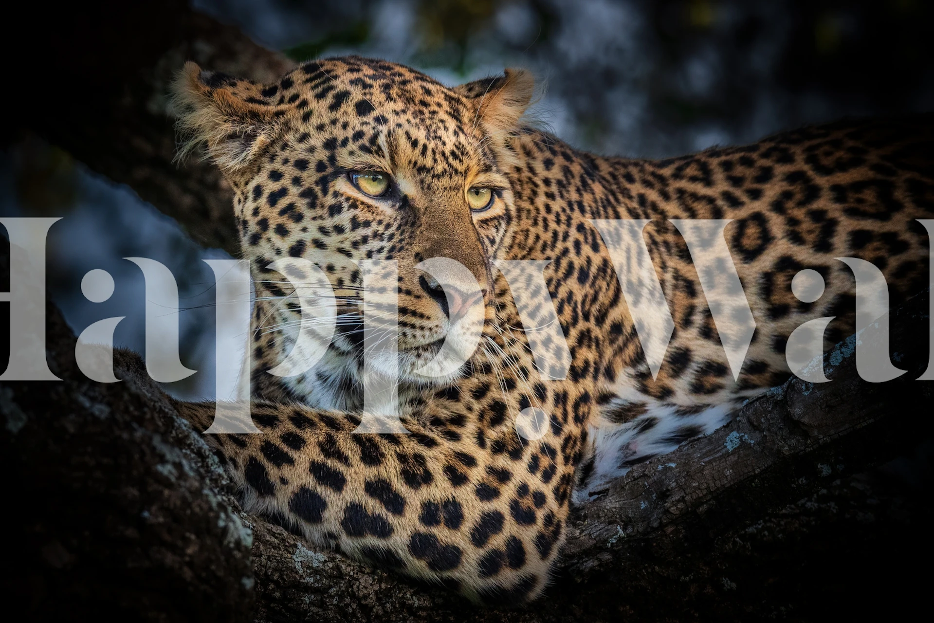 Leopard behangontwerp in een kamer