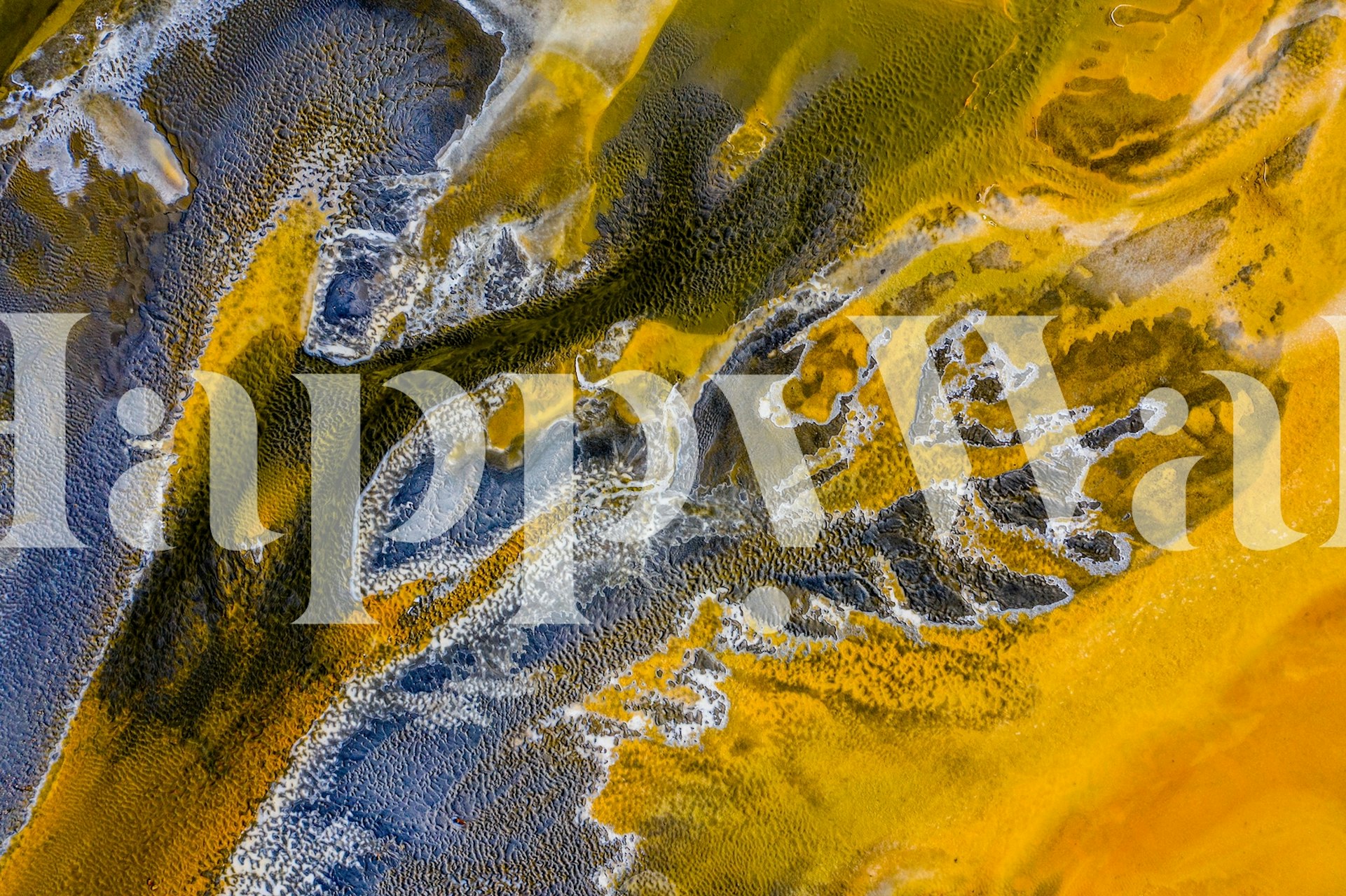 Poisoned Flowers-Tapete in einem Zimmer präsentiert