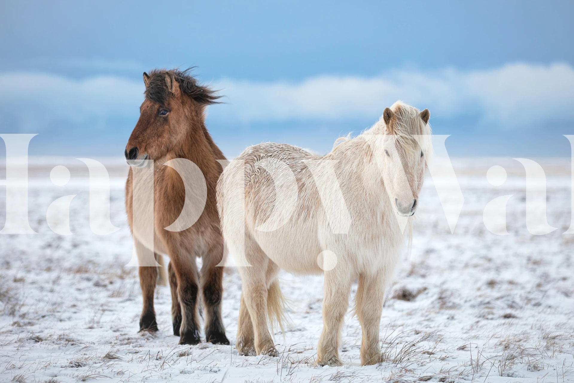 B R O T H E R S tapet i ett rum