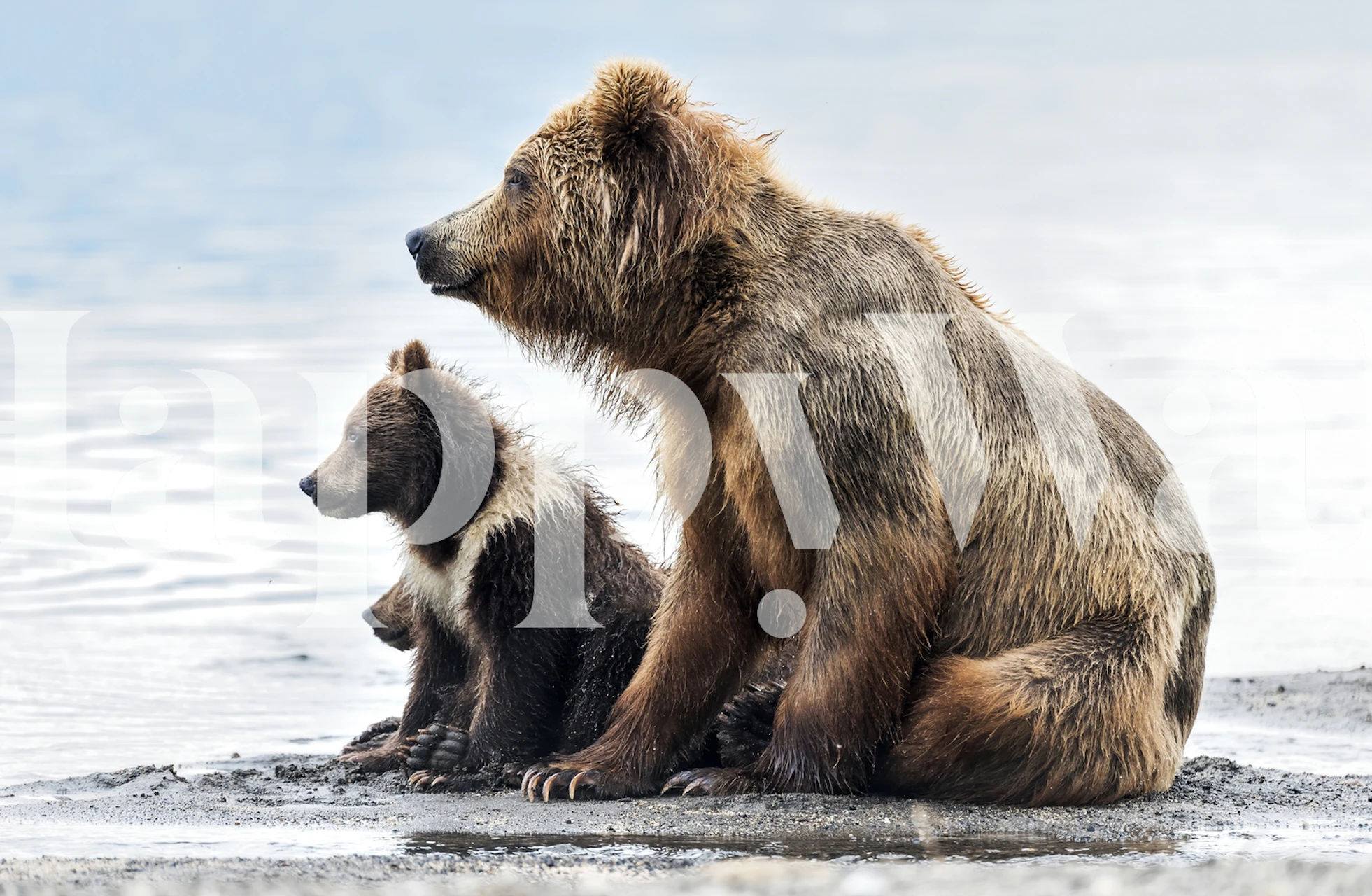 Bears wallpaper design in a room