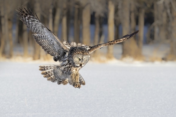 The Morning Catching