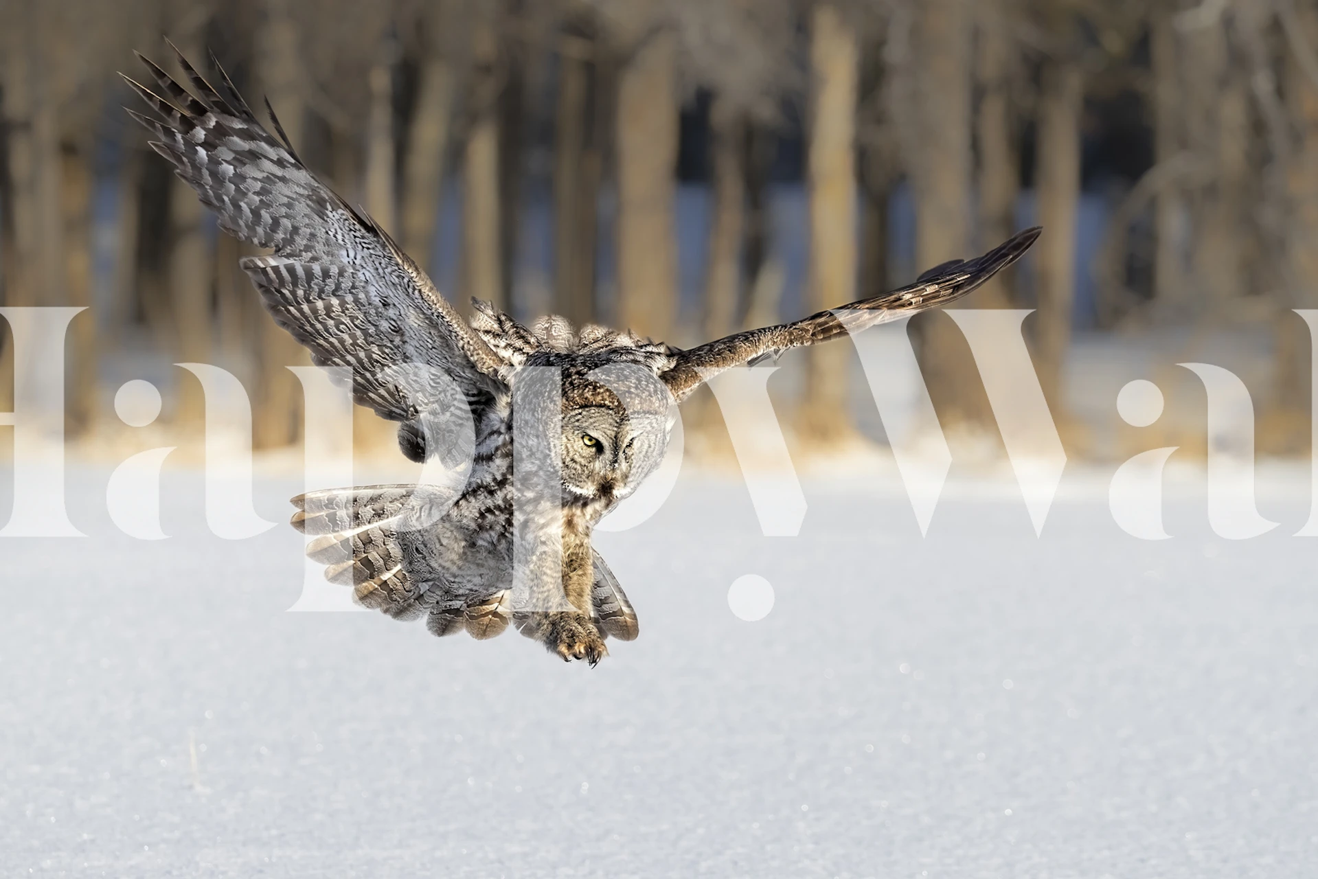 Owl in flight over snow-covered ground, nature wallpaper