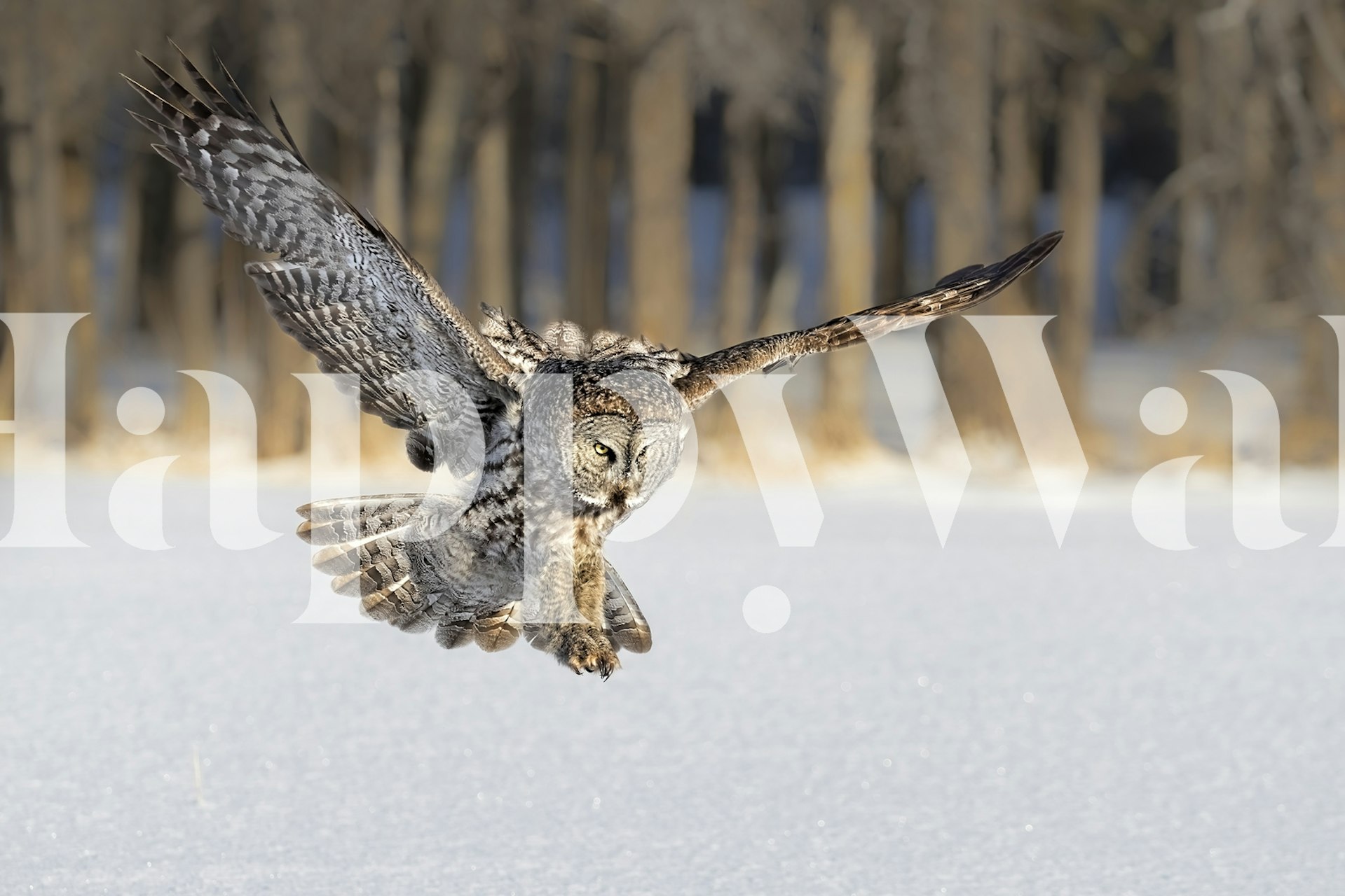 Owl in flight over snow-covered ground, nature wallpaper