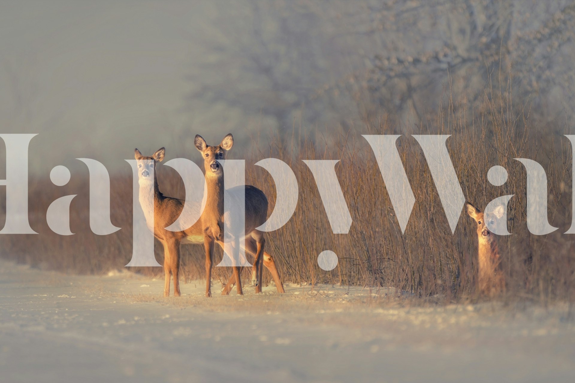 Three deer wallpaper in a room