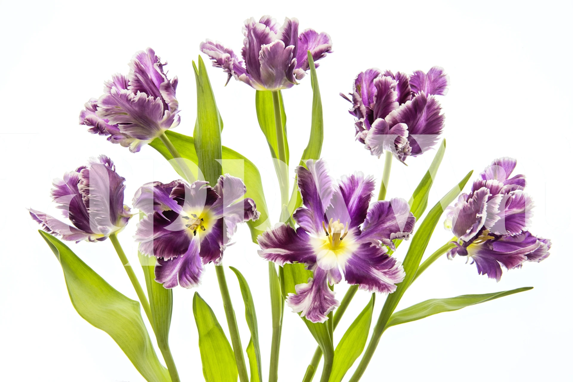 Purple floral wallpaper with vibrant blooms and green leaves
