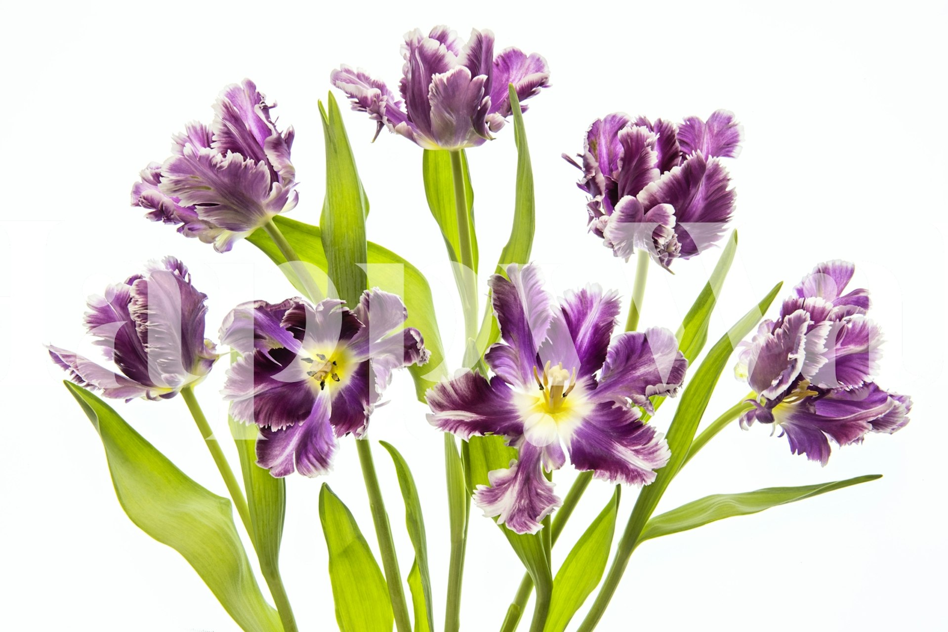 Purple floral wallpaper with vibrant blooms and green leaves