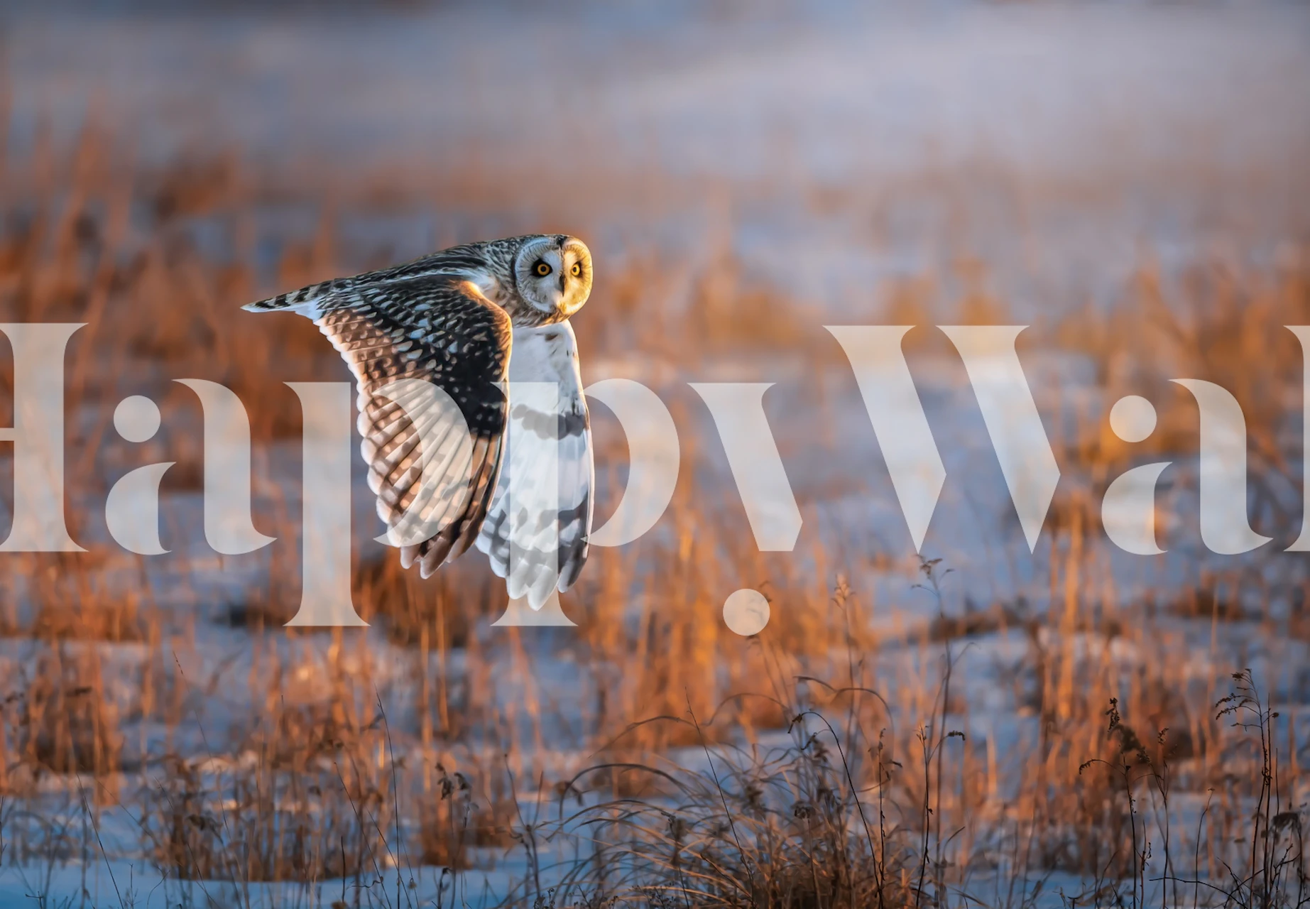 Short-eared Owl in flight over amber meadow wall mural