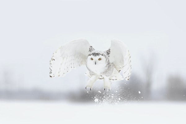 Snowy Owl taking flight
