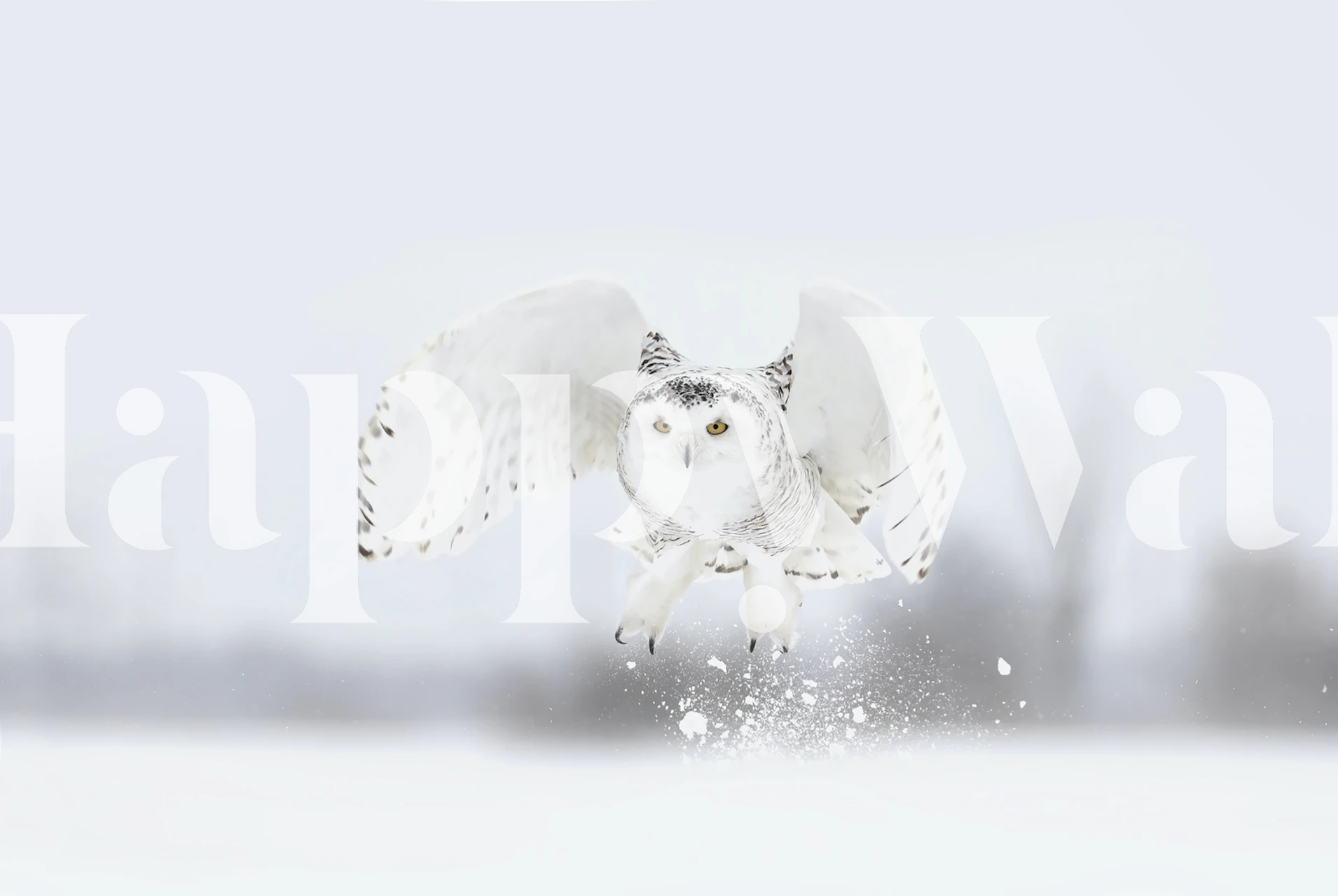 Snowy owl in flight over a snow-covered landscape wallpaper