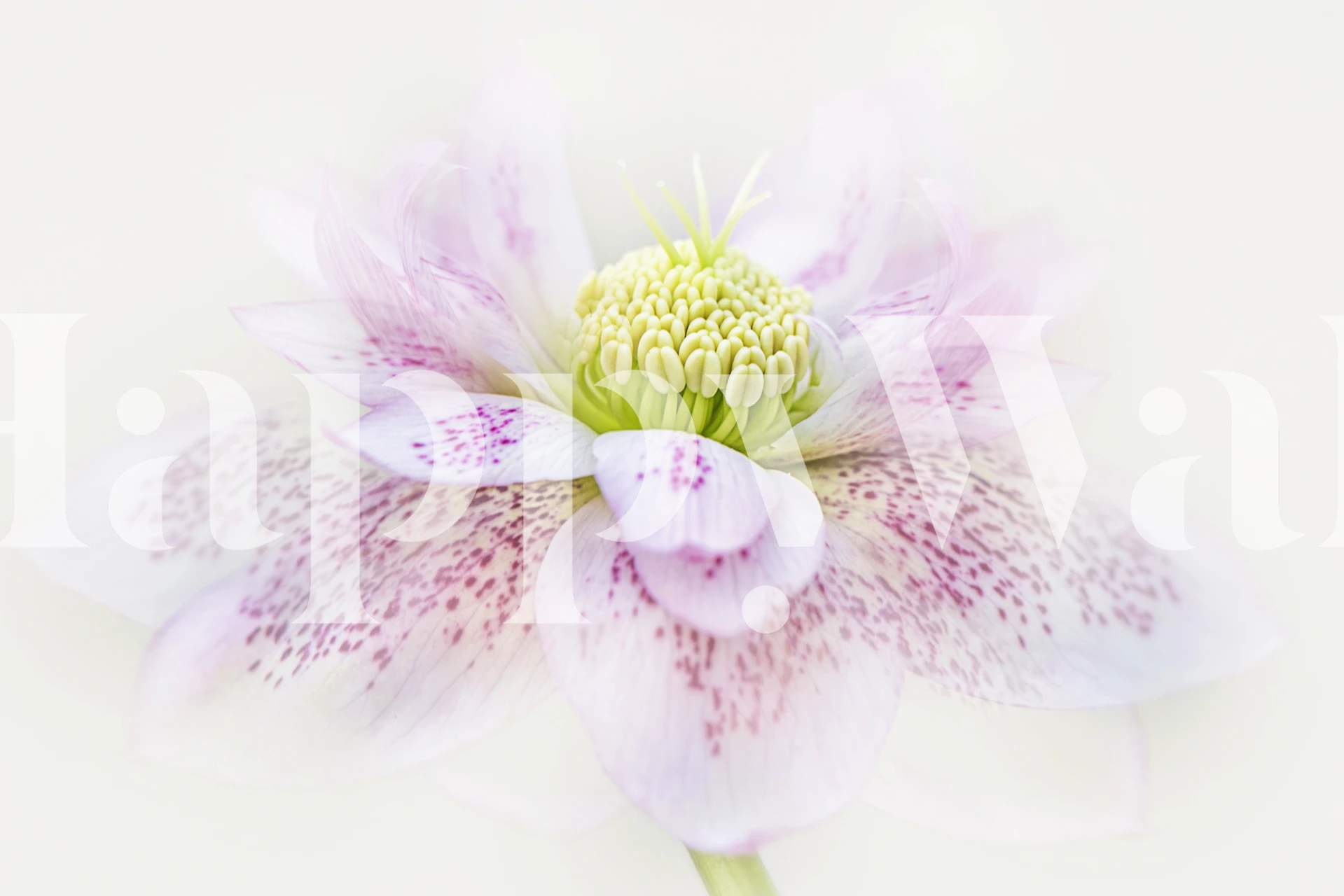 Delicate pink floral pattern with green accents wallpaper