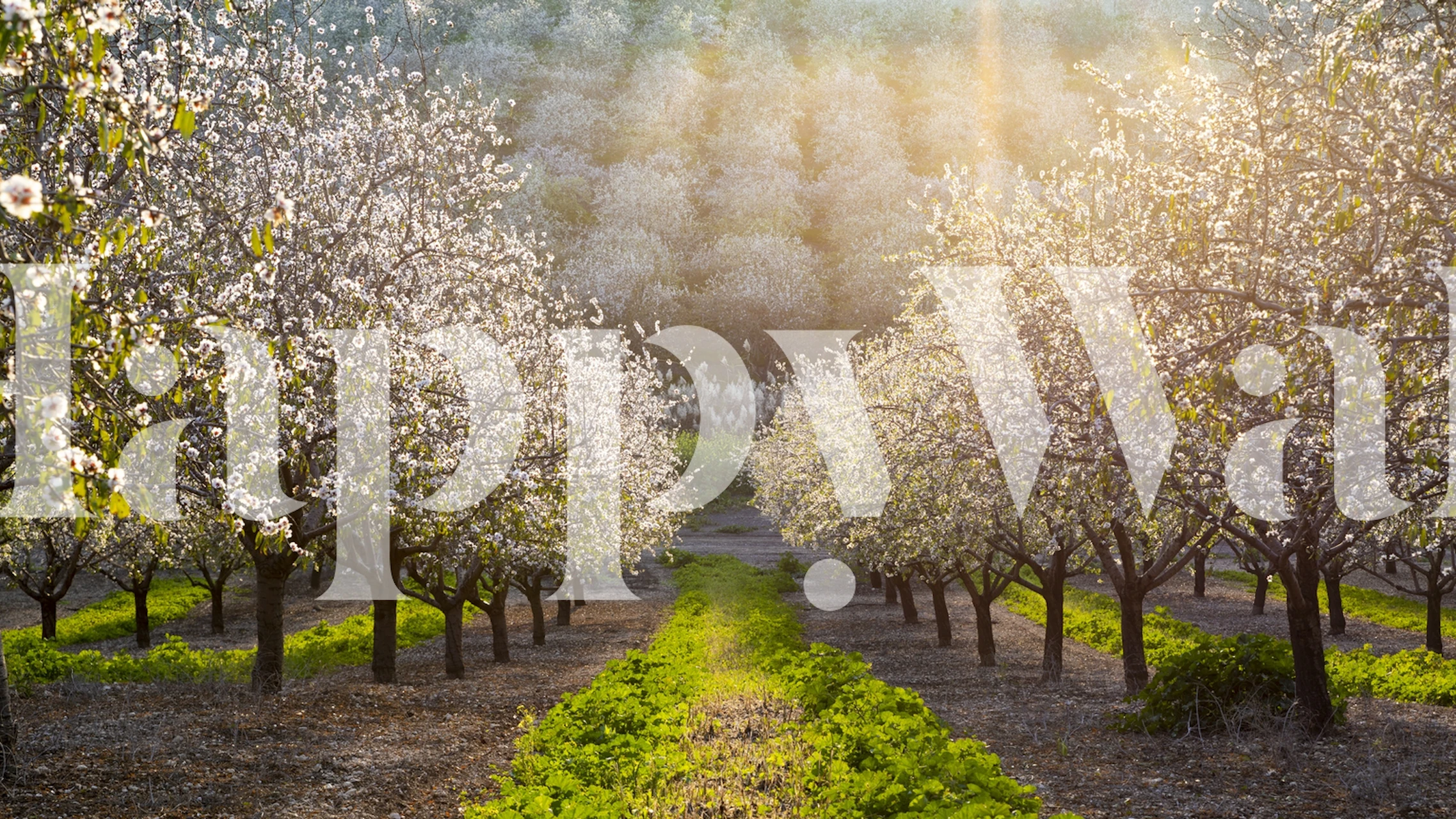 La luz del sol dorada fluye a través de almendros en flor con un camino verde en un mural de pared.