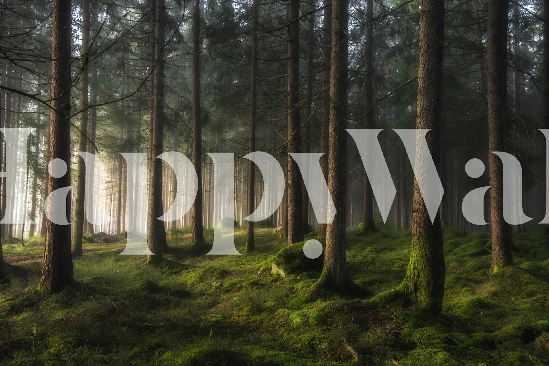 Tall trees in a misty forest with green moss wallpaper