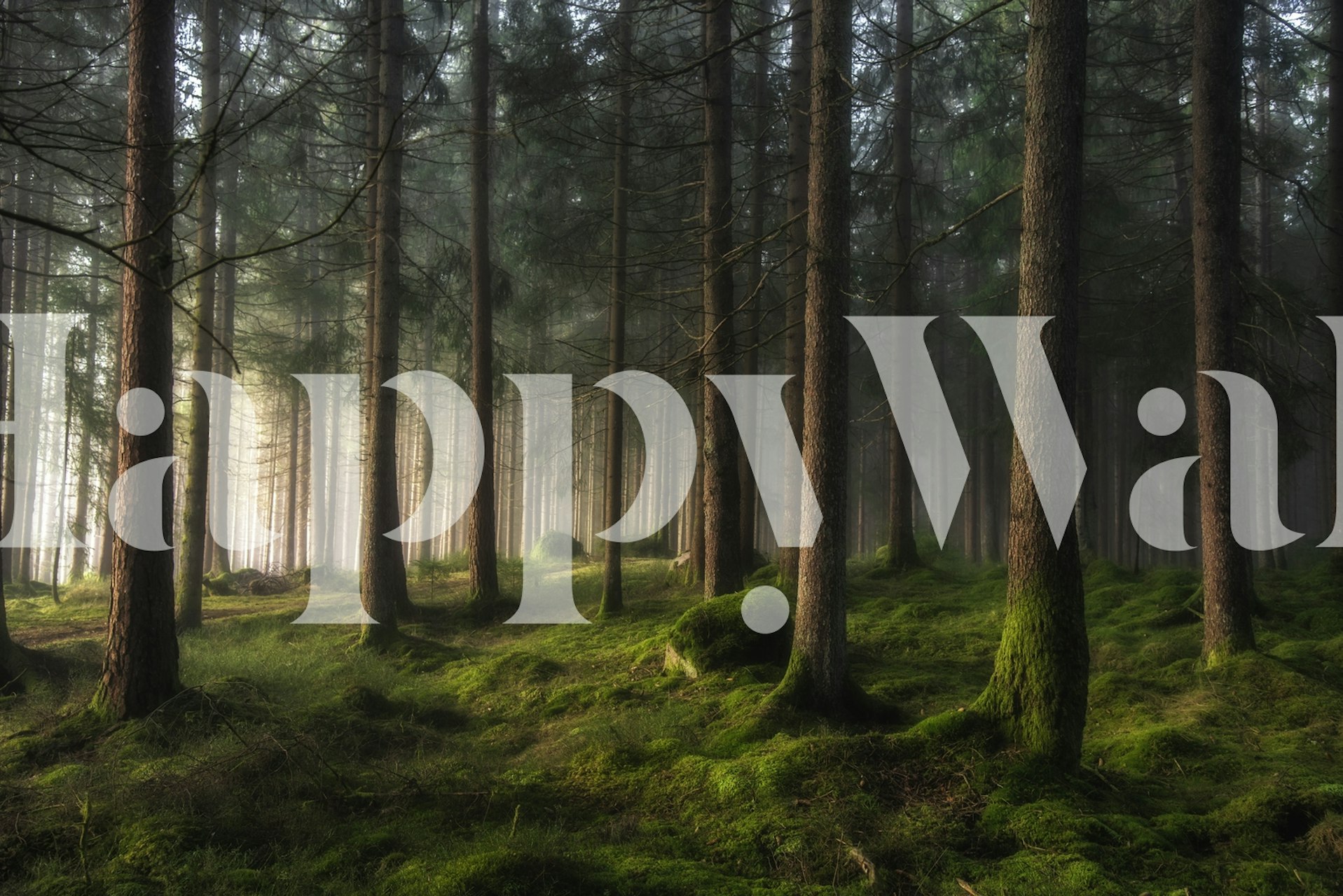 Luz solar filtrada através de um fotomural vinílico de parede de floresta primaveril