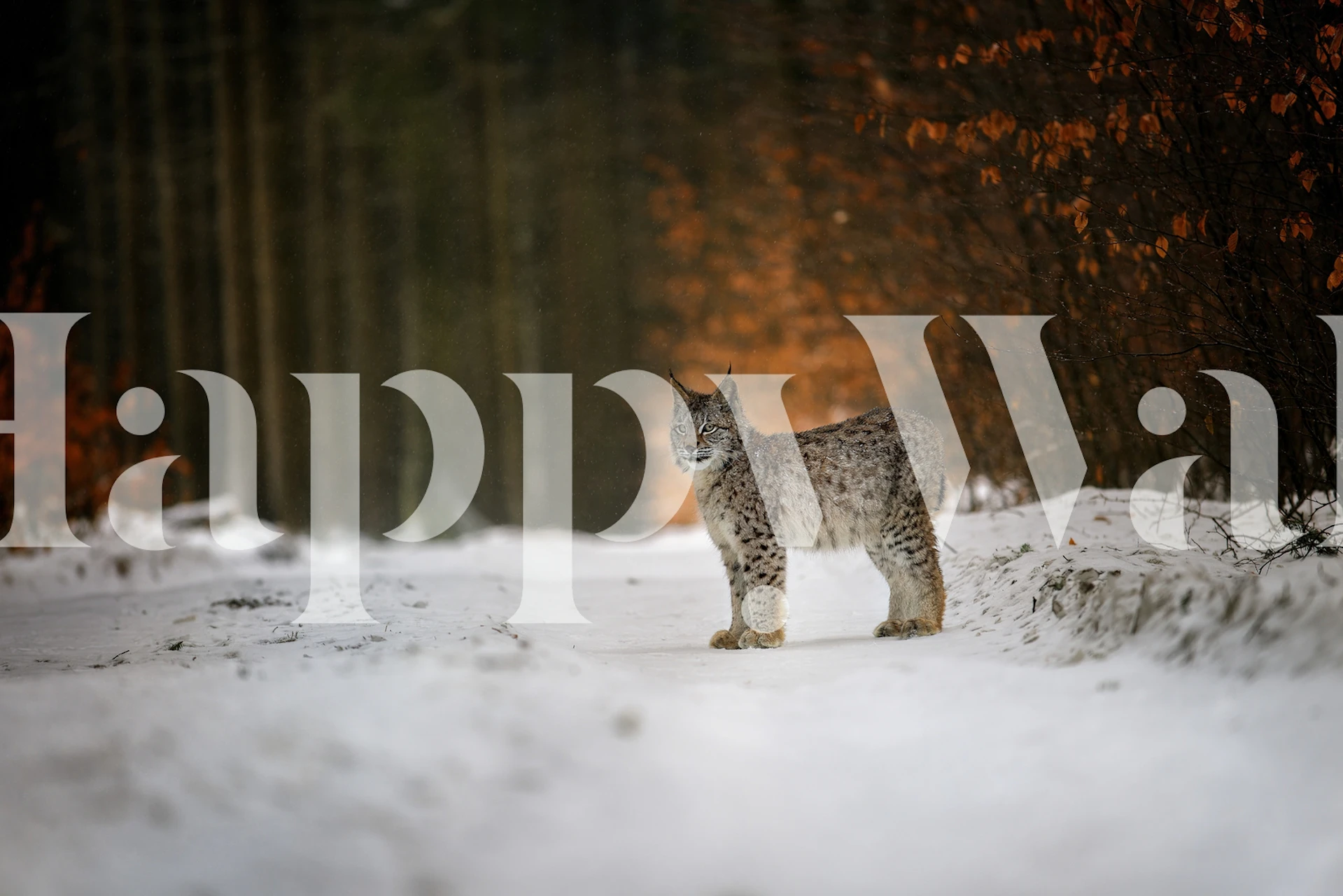 Bobcat in snowy winter forest wallpaper