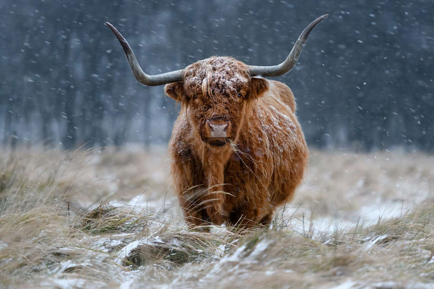 Snowy Highland cow wallpaper - Happywall