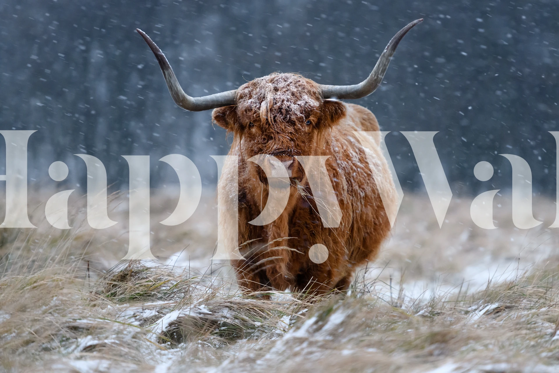 Tapeta Snowy Highland cow w przytulnym otoczeniu