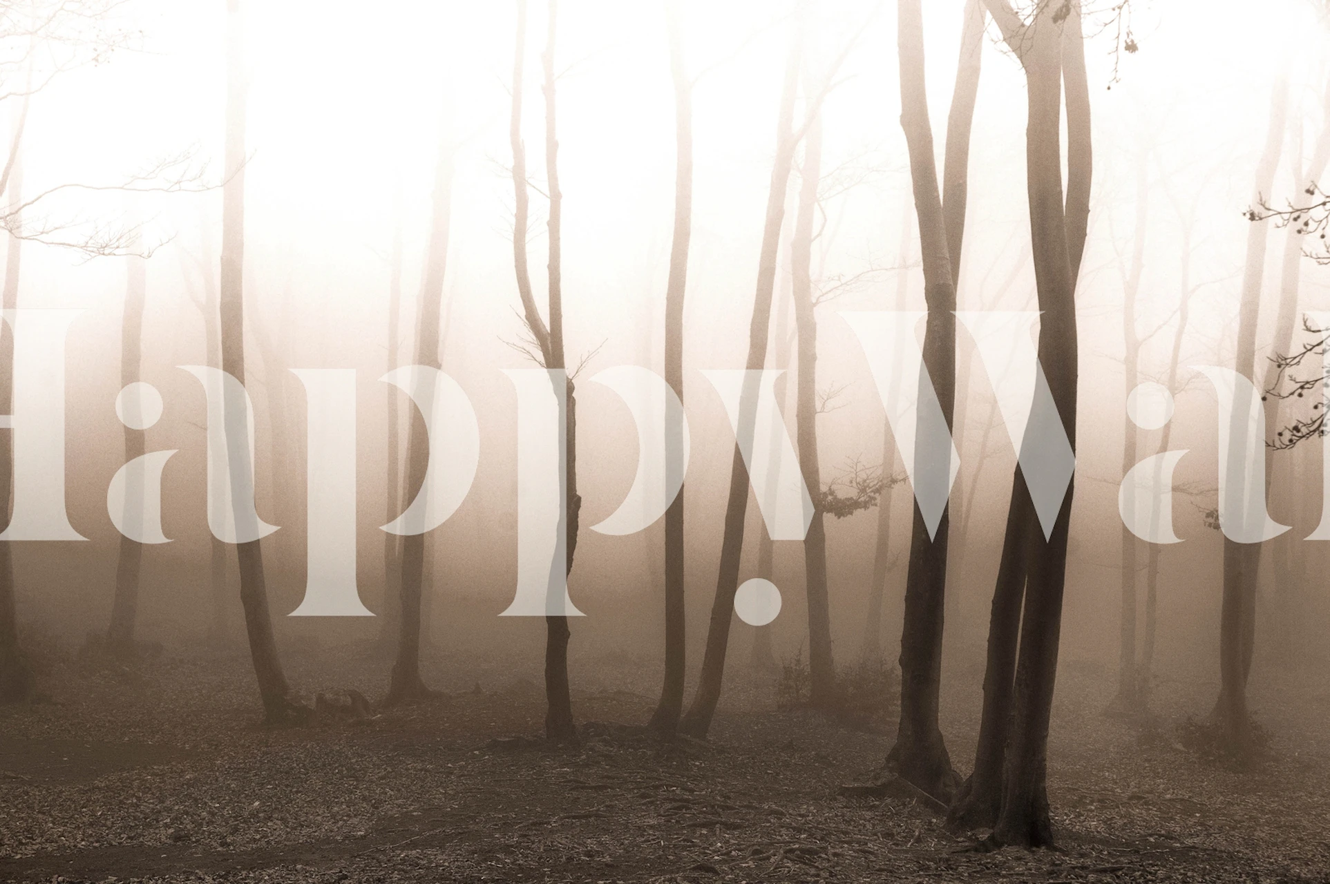 Foggy forest with tall trees and mist, black and white wallpaper