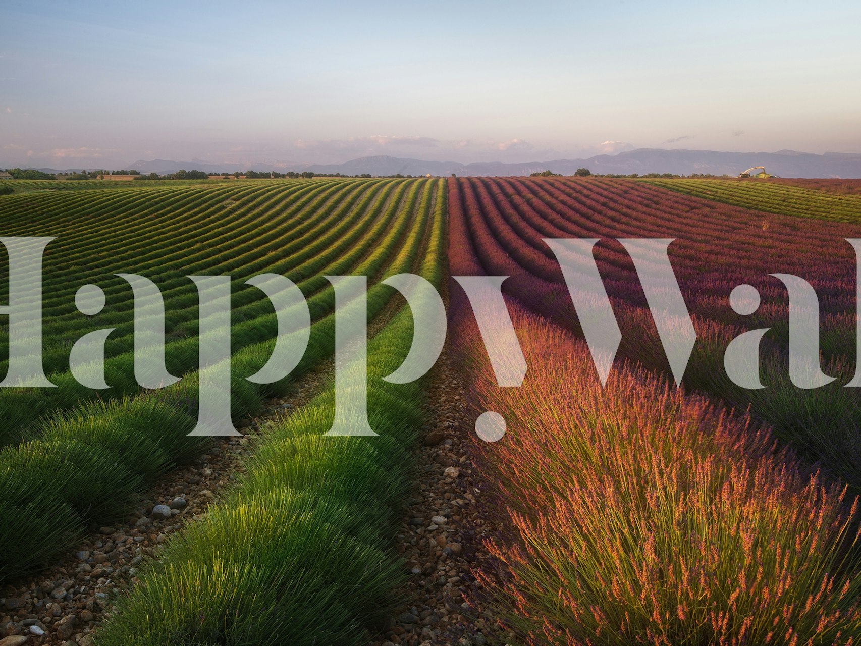 Lavender fields with green and purple rows wallpaper