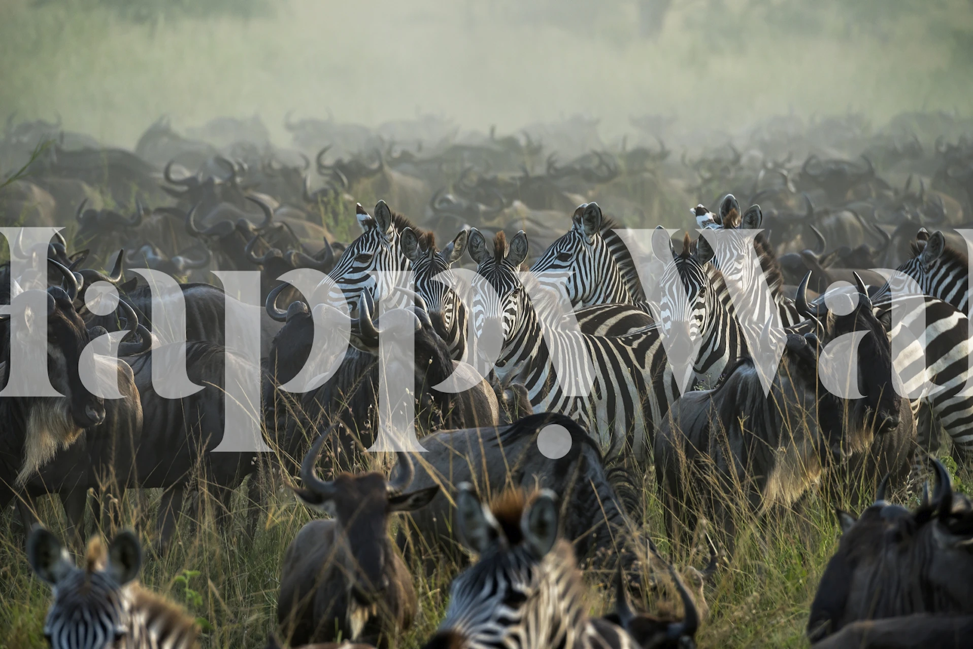 Zebra prints in a diverse herd of wildebeests and zebras wallpaper