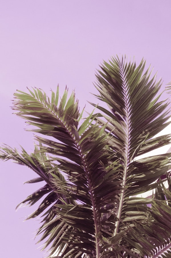 Tropical Summer Palm Leaves 1