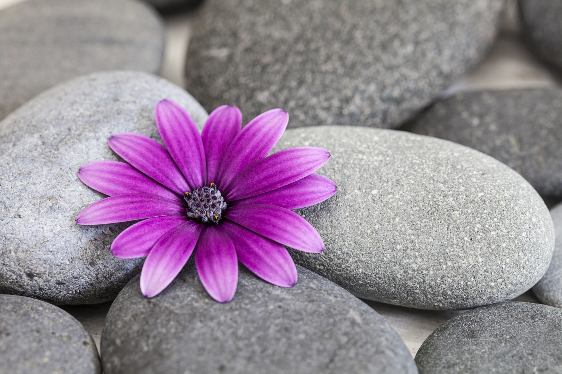 Pink Daisy And Pebble wallpaper - Happywall