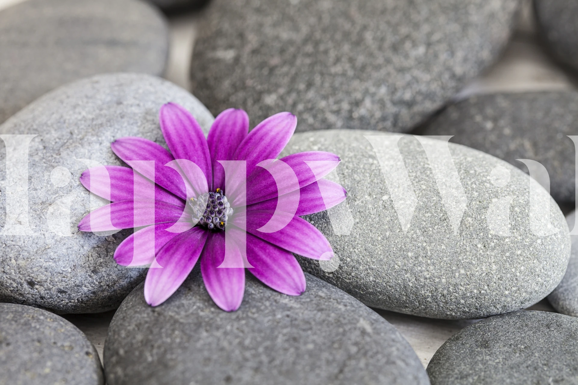 Pink daisy flower on gray pebbles wallpaper