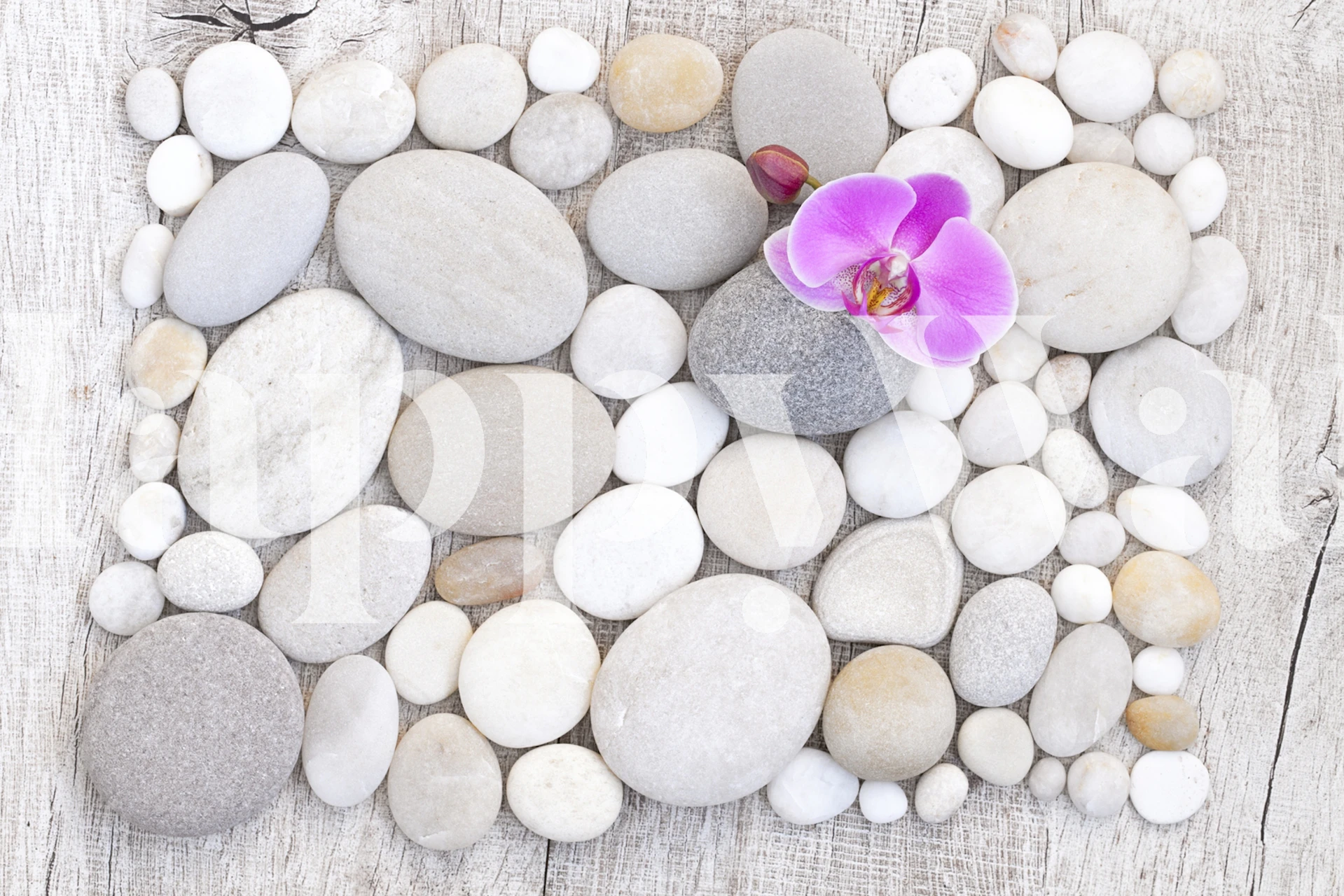 Pink orchid on white pebbles wallpaper