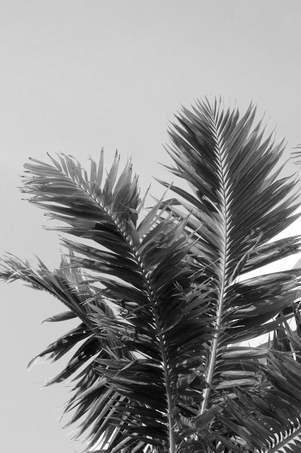 Tropical Summer Palm Leaves 2