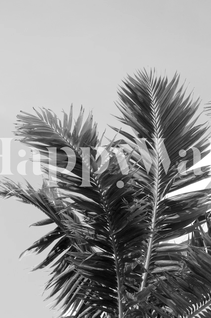 Black and white tropical palm leaves wall mural for interior decor.