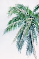 Tropical Palm Finesse 4 wallpaper