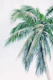Tropical Palm Finesse 4