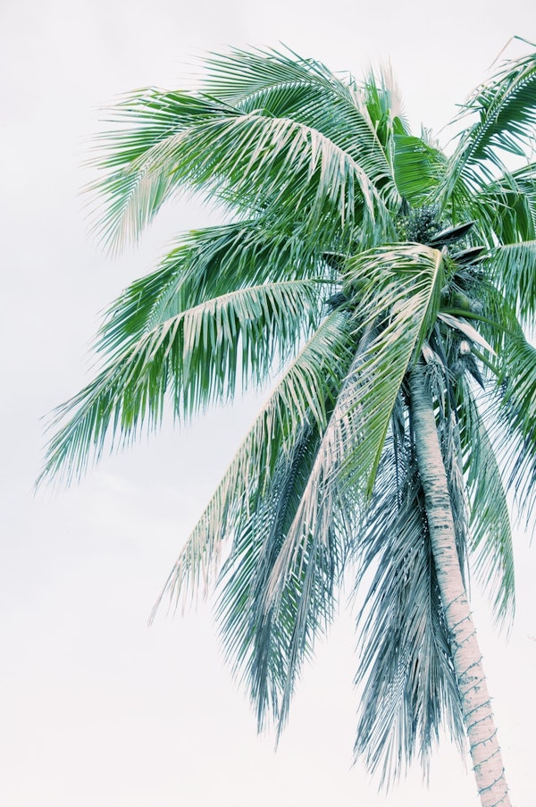 Tropical Palm Finesse 4