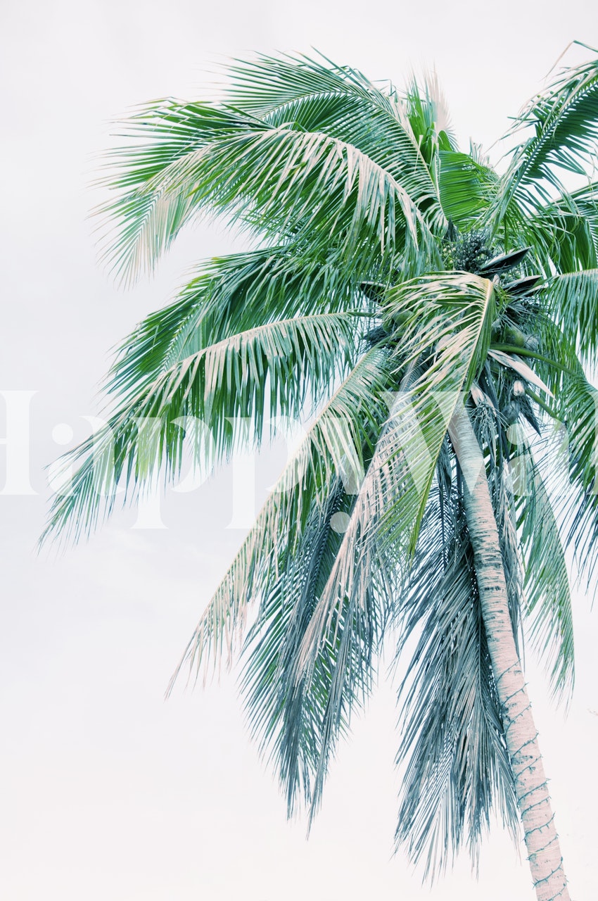 Tropical palm tree wall mural with a pastel background