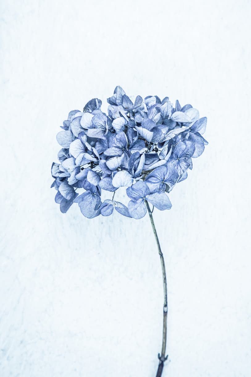 Buy Hydrangea wallpaper - Happywall